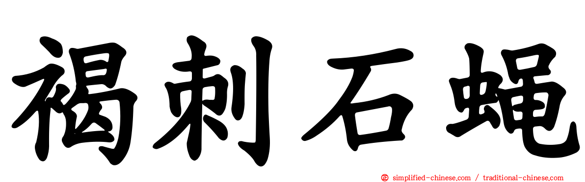 褐刺石蝇