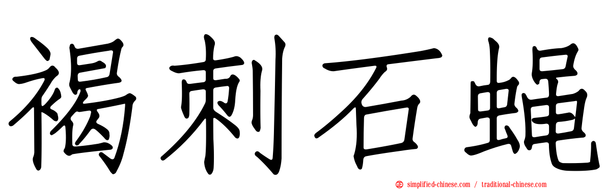 褐刺石蝇