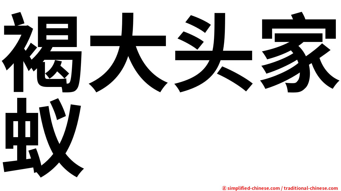 褐大头家蚁