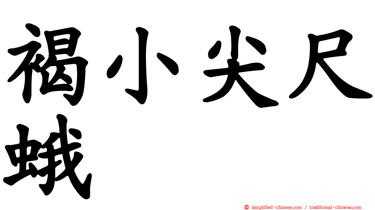 褐小尖尺蛾