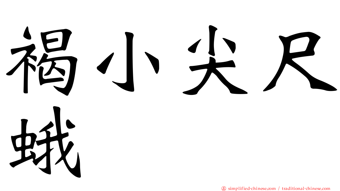 褐小尖尺蛾