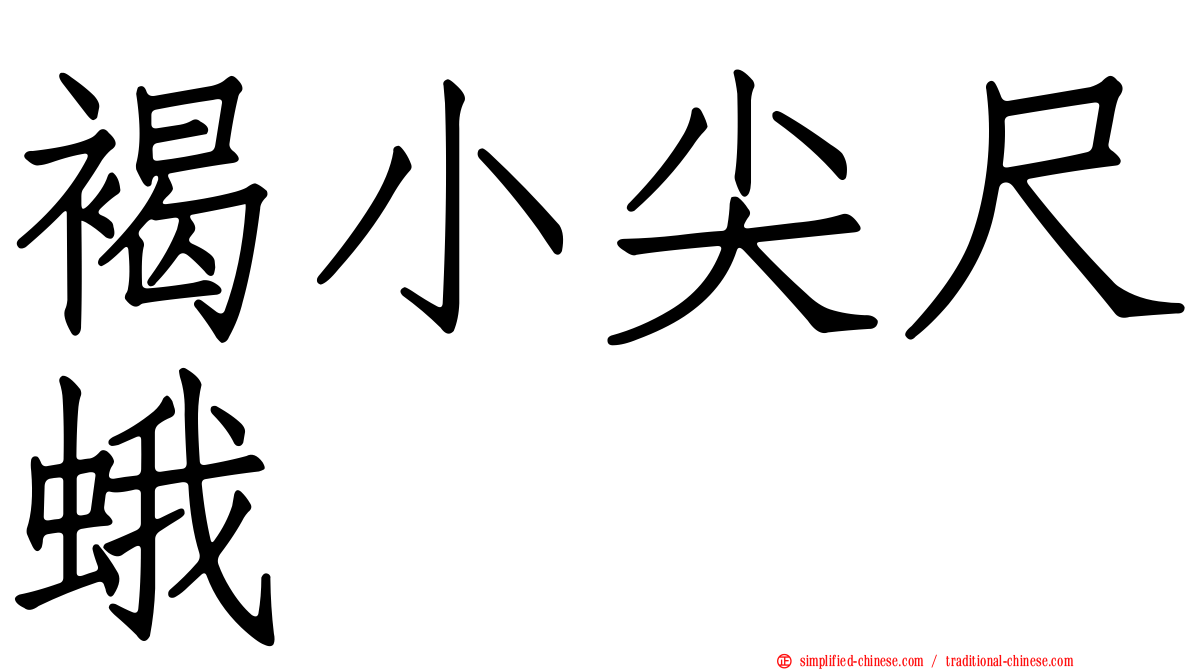 褐小尖尺蛾