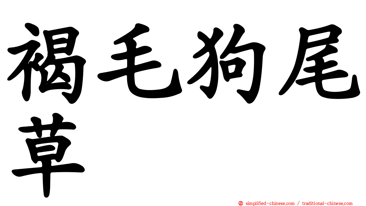 褐毛狗尾草
