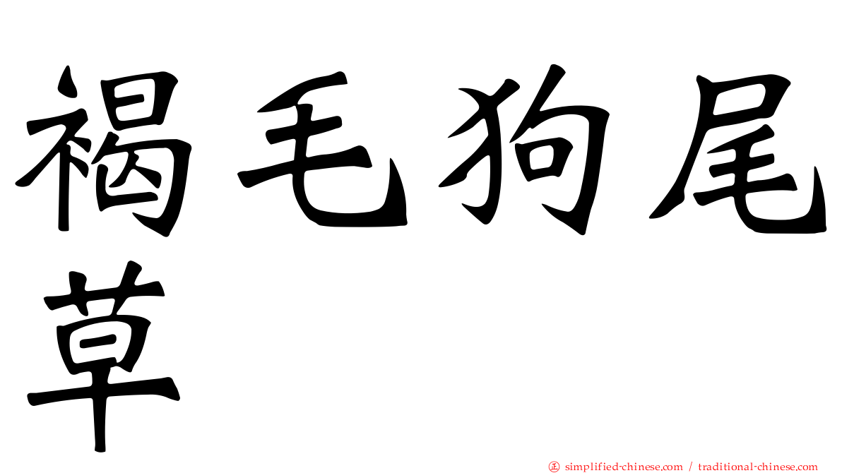 褐毛狗尾草