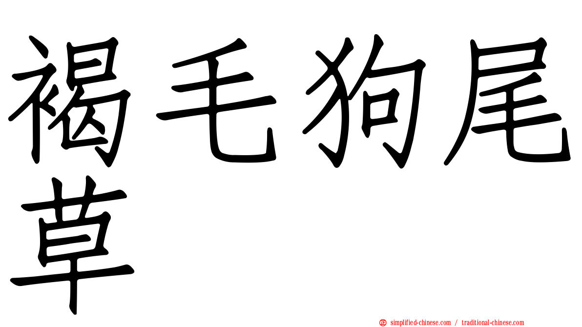 褐毛狗尾草