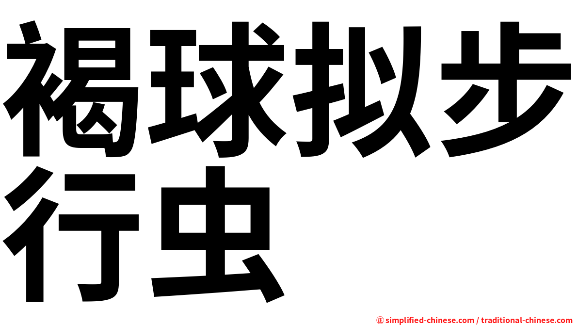 褐球拟步行虫