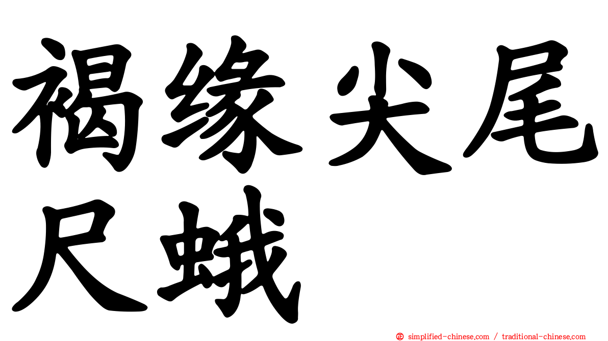 褐缘尖尾尺蛾