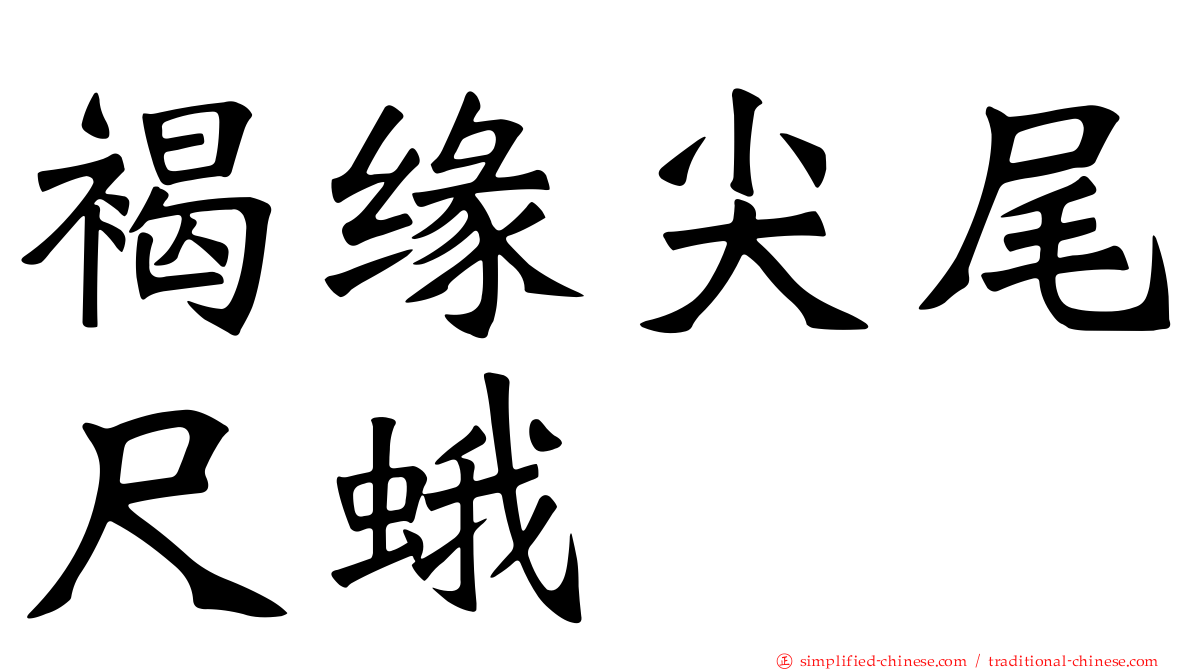 褐缘尖尾尺蛾