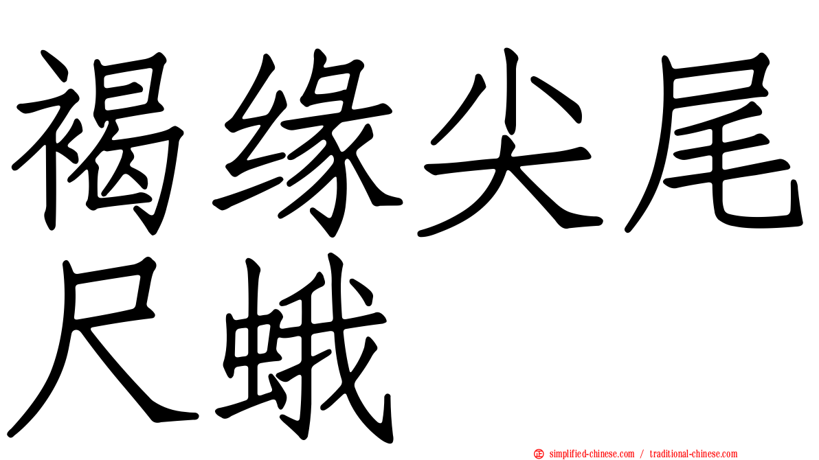 褐缘尖尾尺蛾