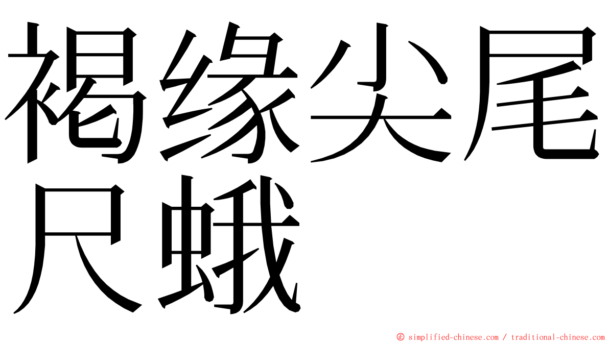 褐缘尖尾尺蛾 ming font