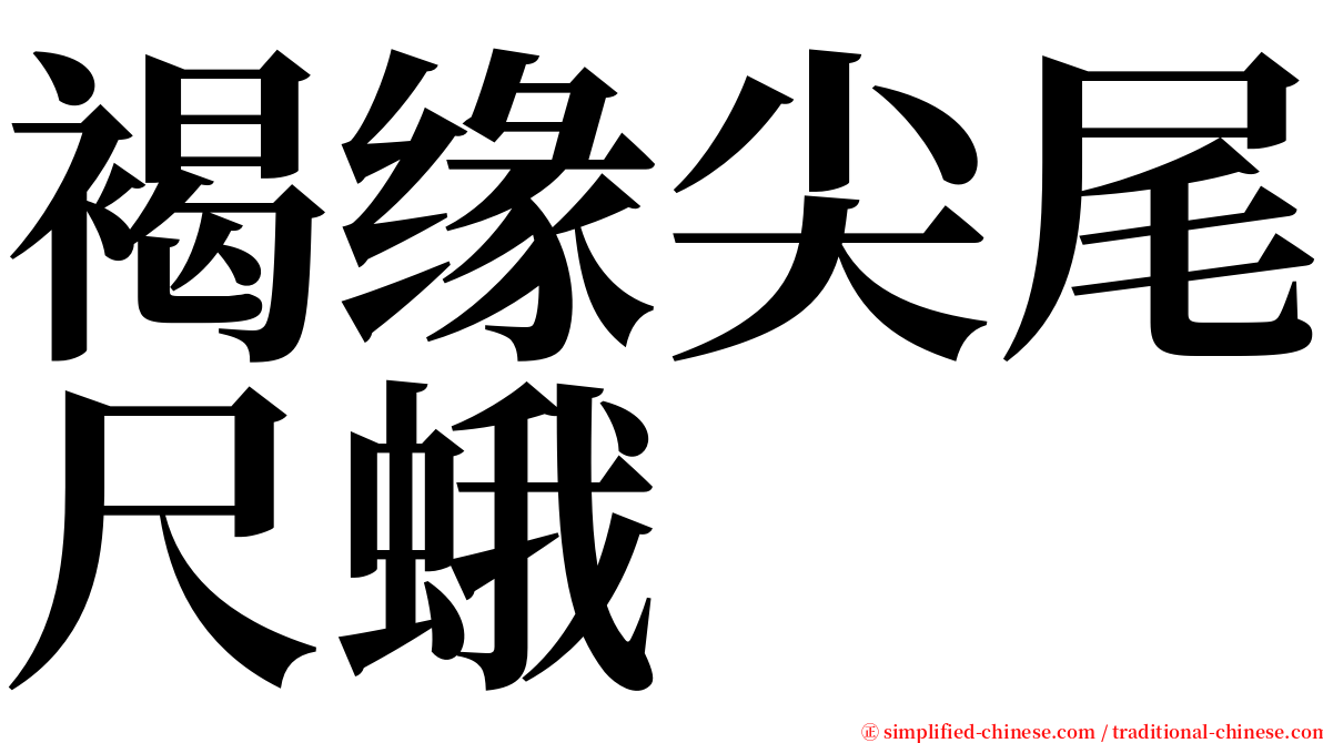 褐缘尖尾尺蛾 serif font