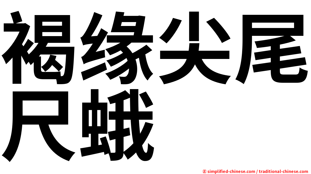 褐缘尖尾尺蛾