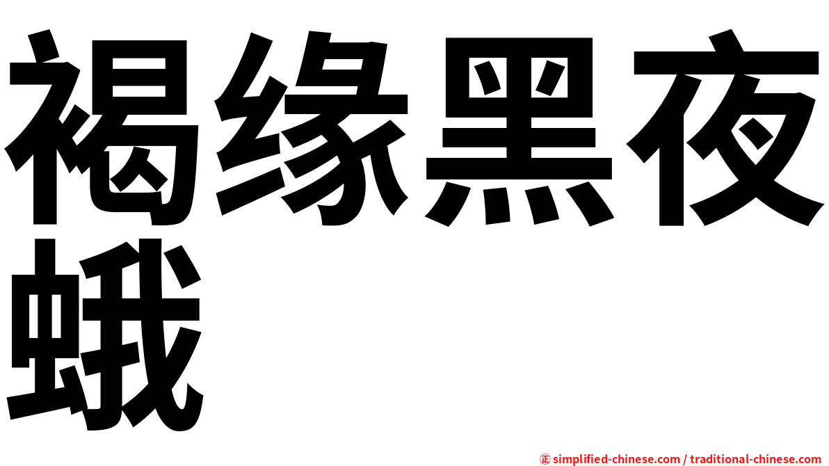 褐缘黑夜蛾