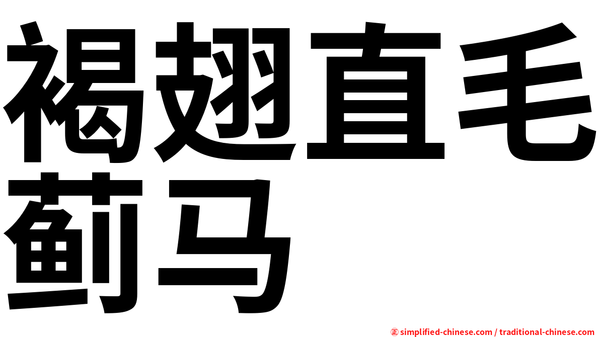 褐翅直毛蓟马