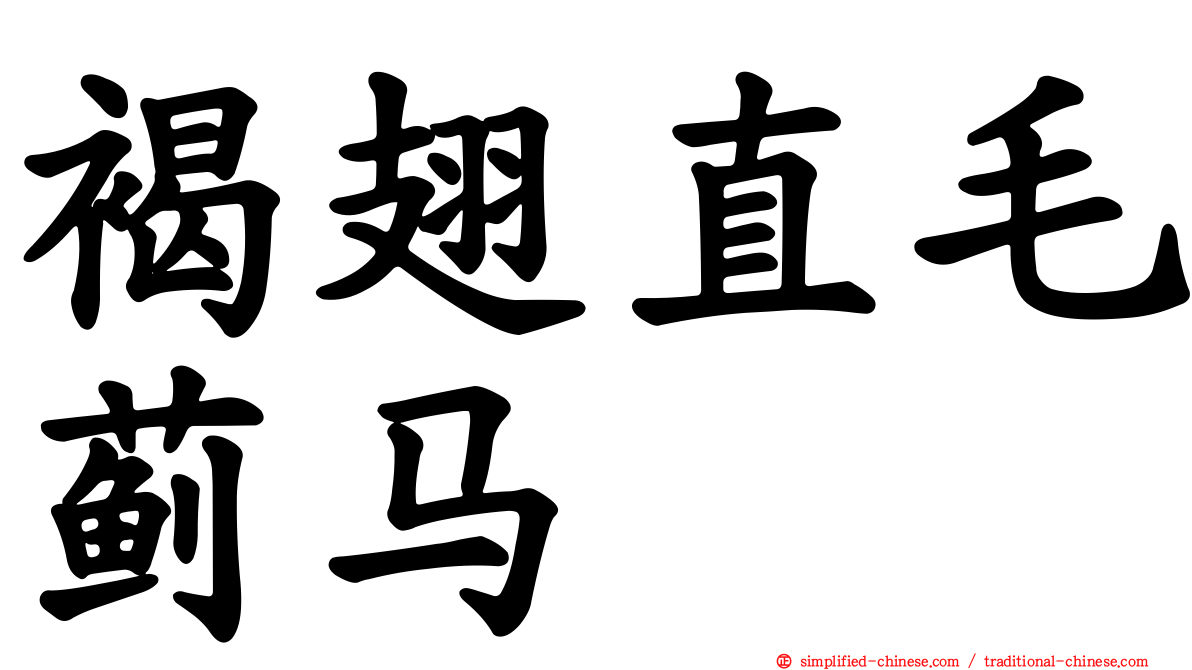 褐翅直毛蓟马