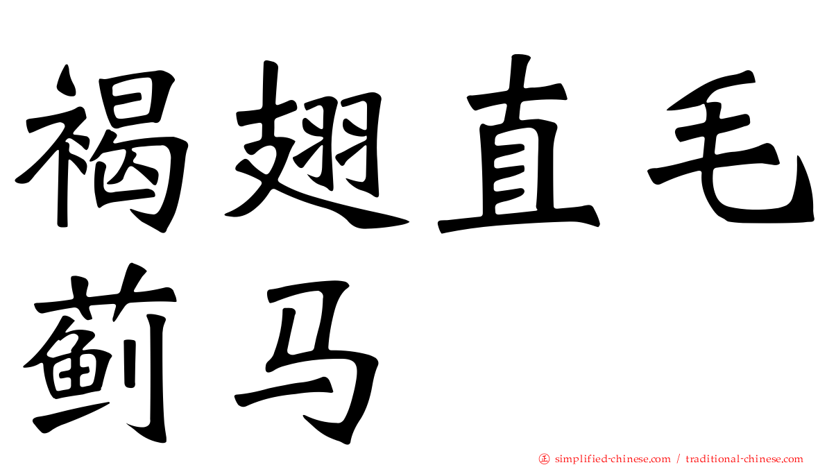 褐翅直毛蓟马