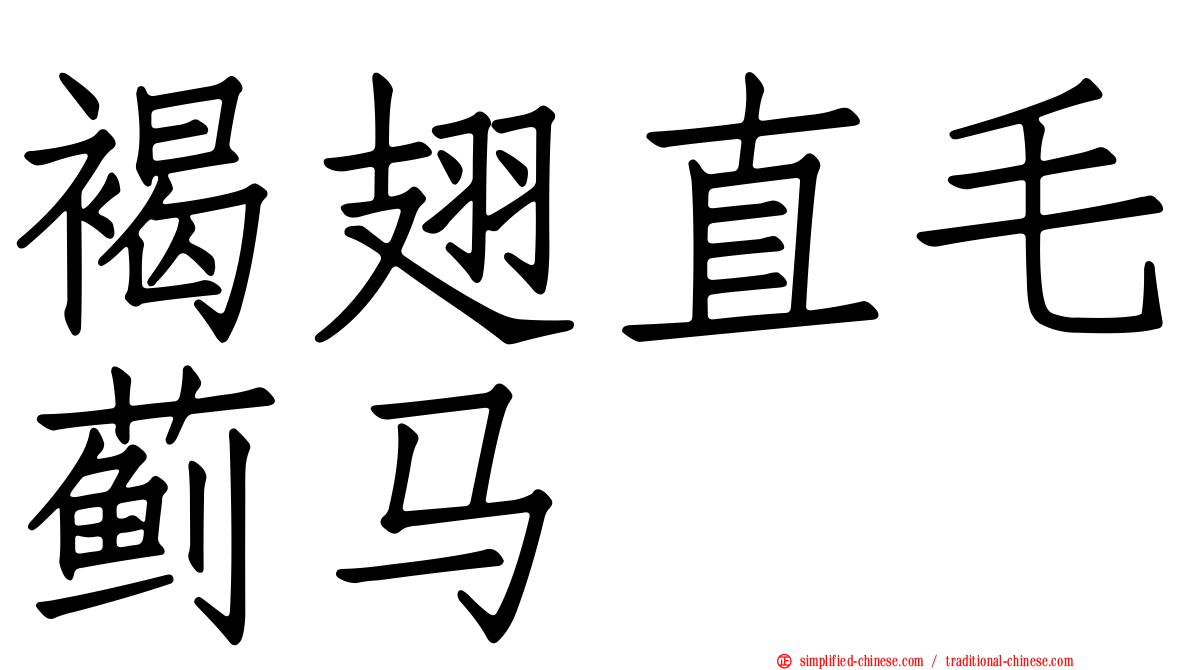 褐翅直毛蓟马