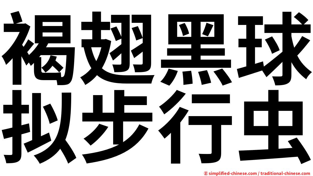 褐翅黑球拟步行虫