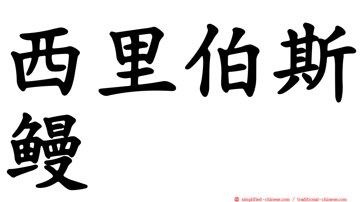 西里伯斯鳗