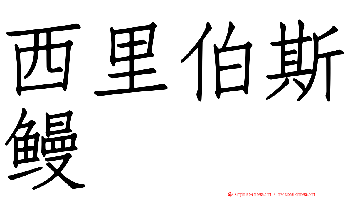 西里伯斯鳗
