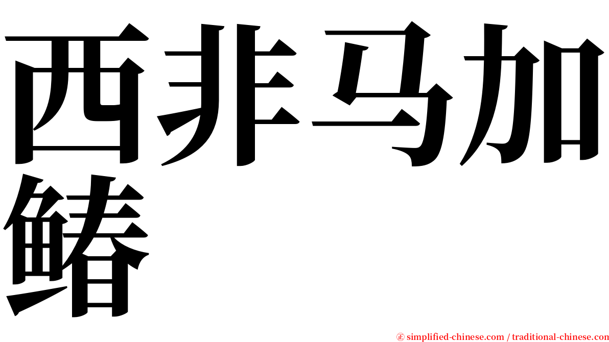 西非马加䲠 serif font