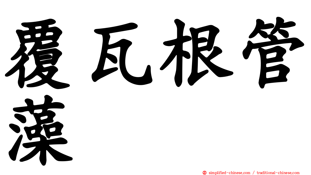 覆瓦根管藻