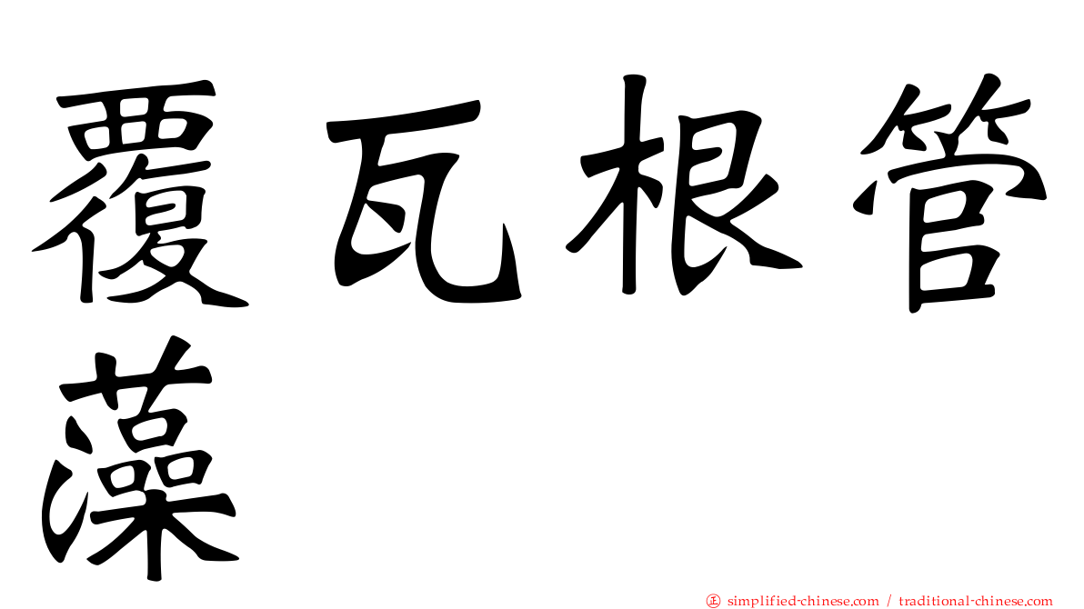 覆瓦根管藻