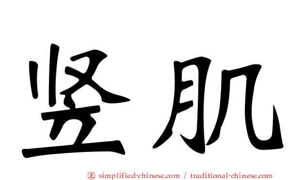 竖肌