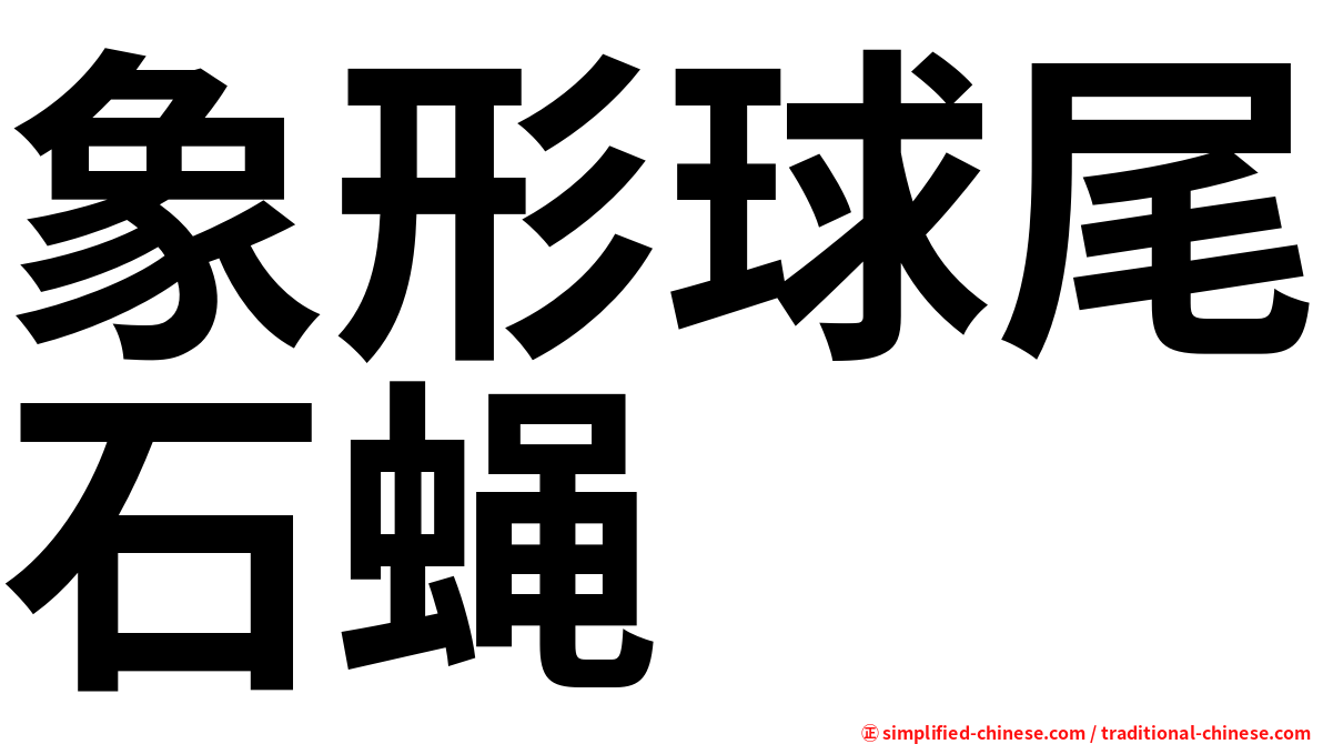 象形球尾石蝇