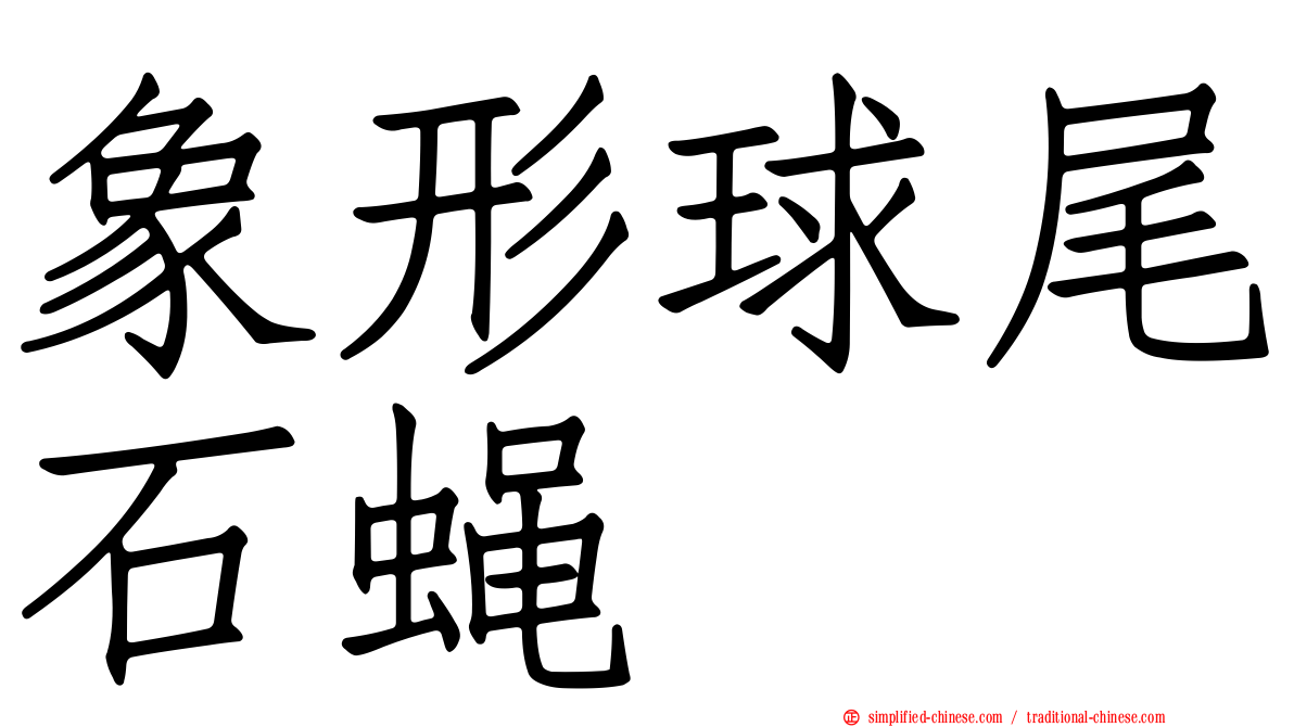 象形球尾石蝇