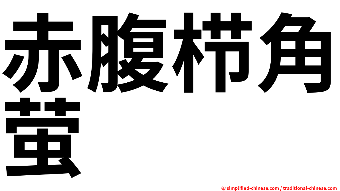 赤腹栉角萤