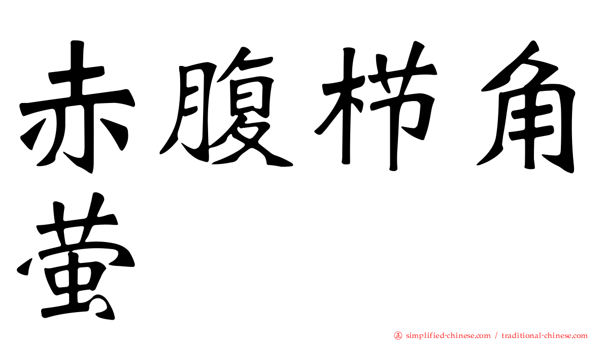 赤腹栉角萤