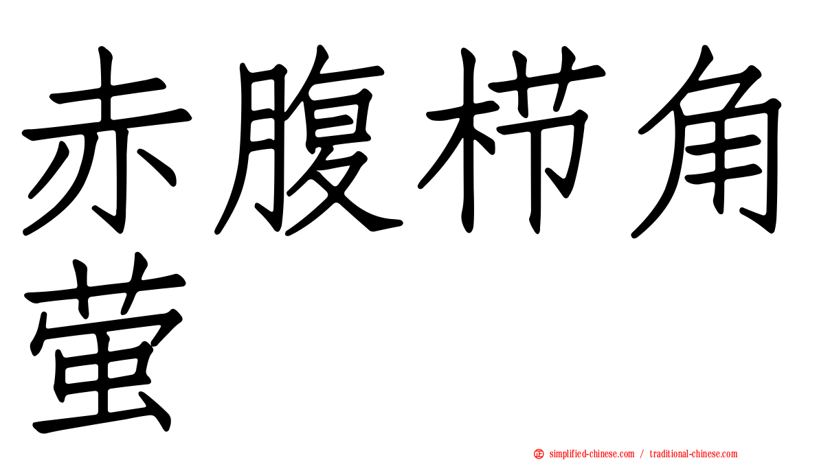 赤腹栉角萤