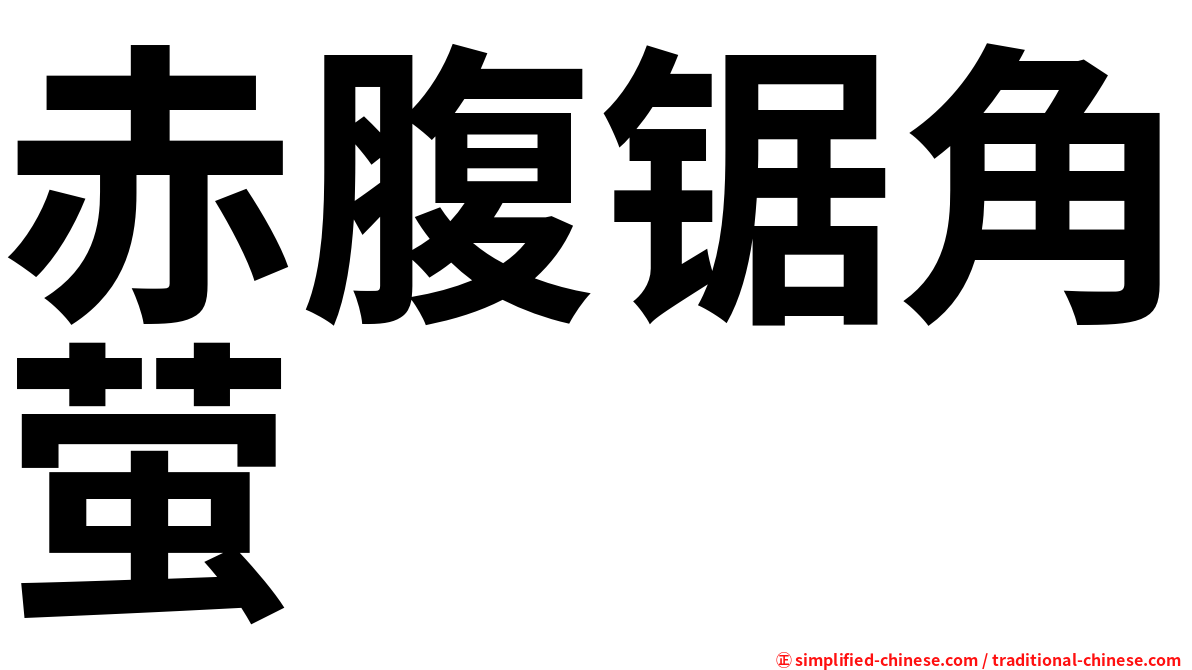 赤腹锯角萤