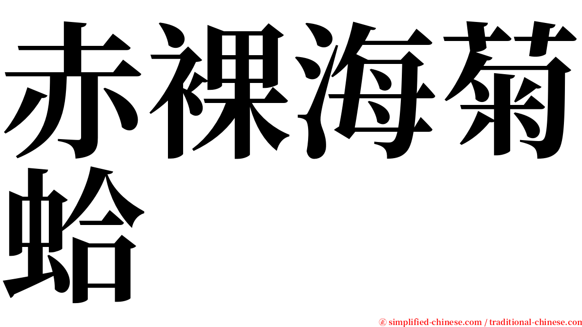 赤裸海菊蛤 serif font