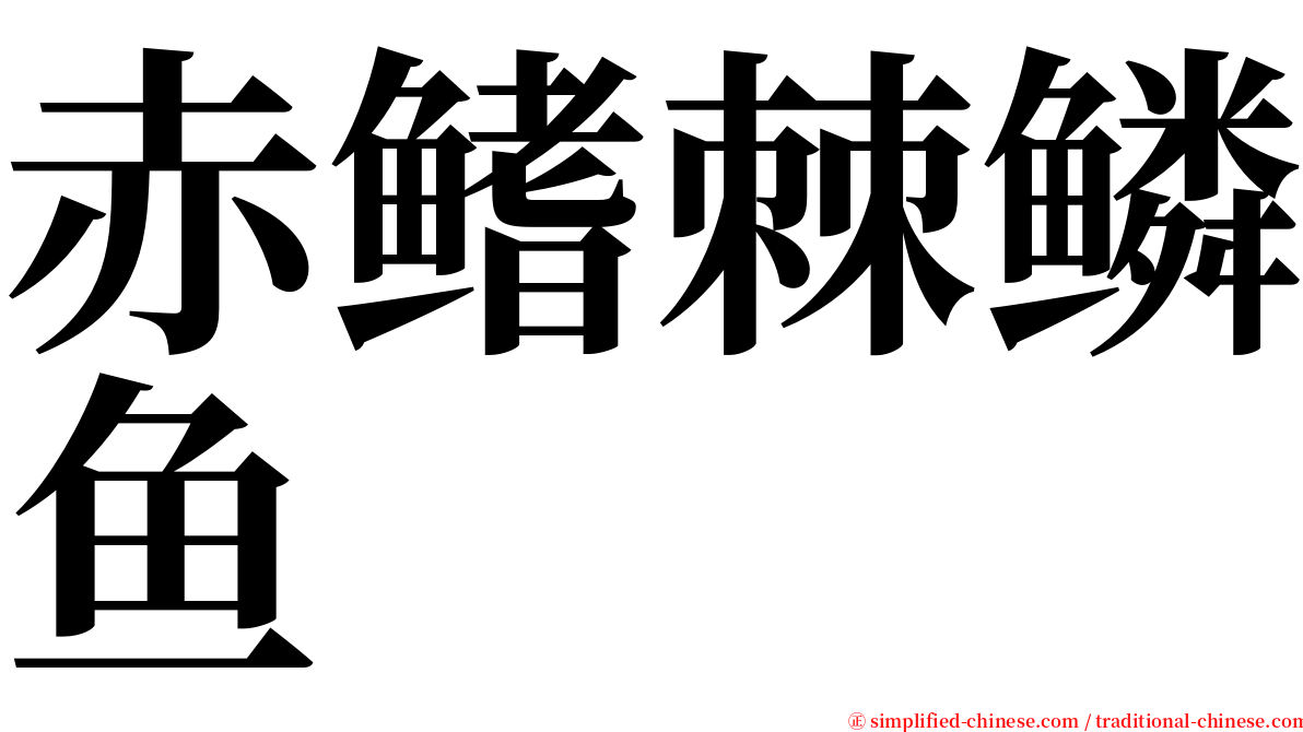 赤鳍棘鳞鱼 serif font