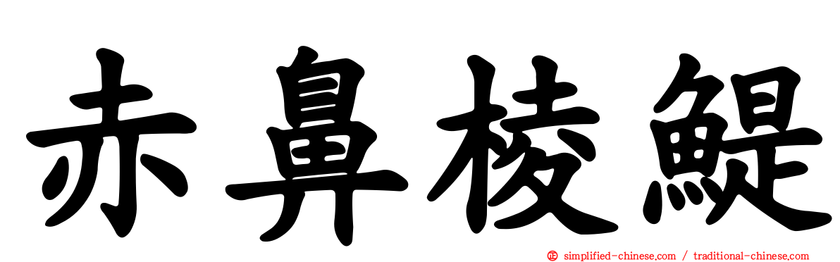 赤鼻棱鳀