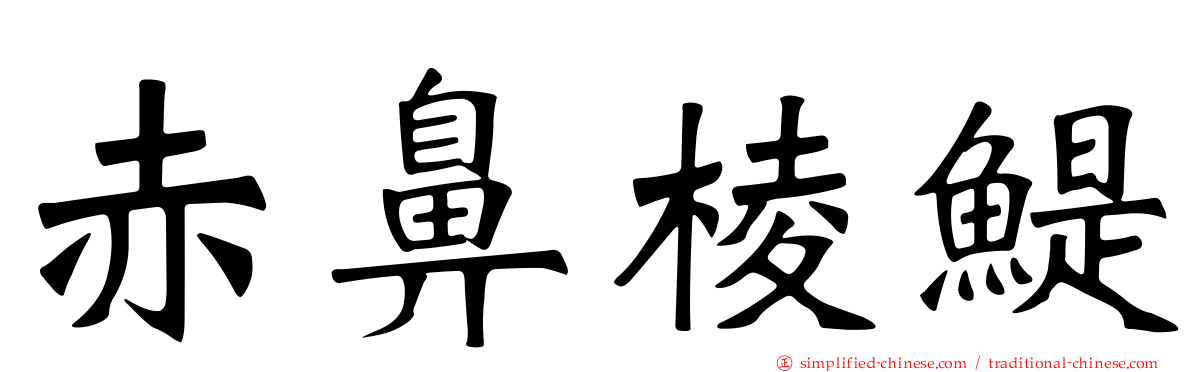 赤鼻棱鳀