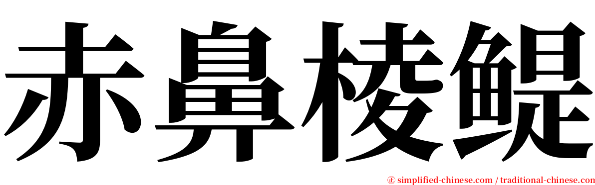 赤鼻棱鳀 serif font