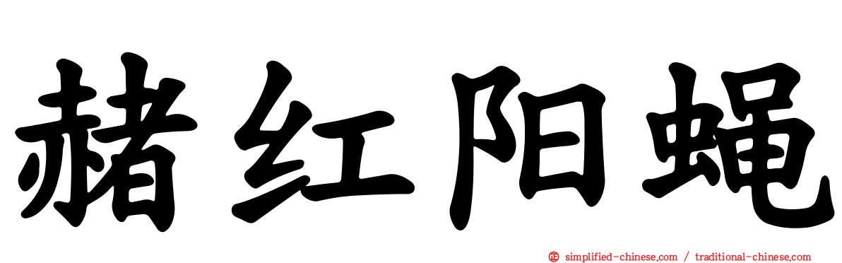赭红阳蝇