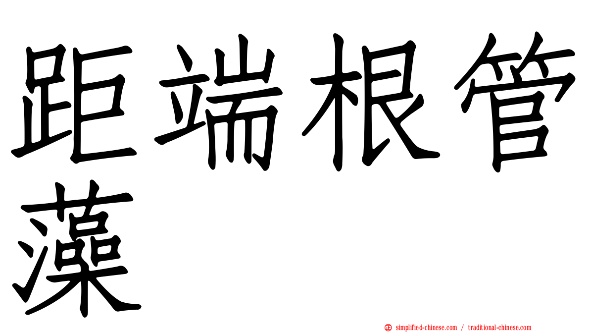 距端根管藻