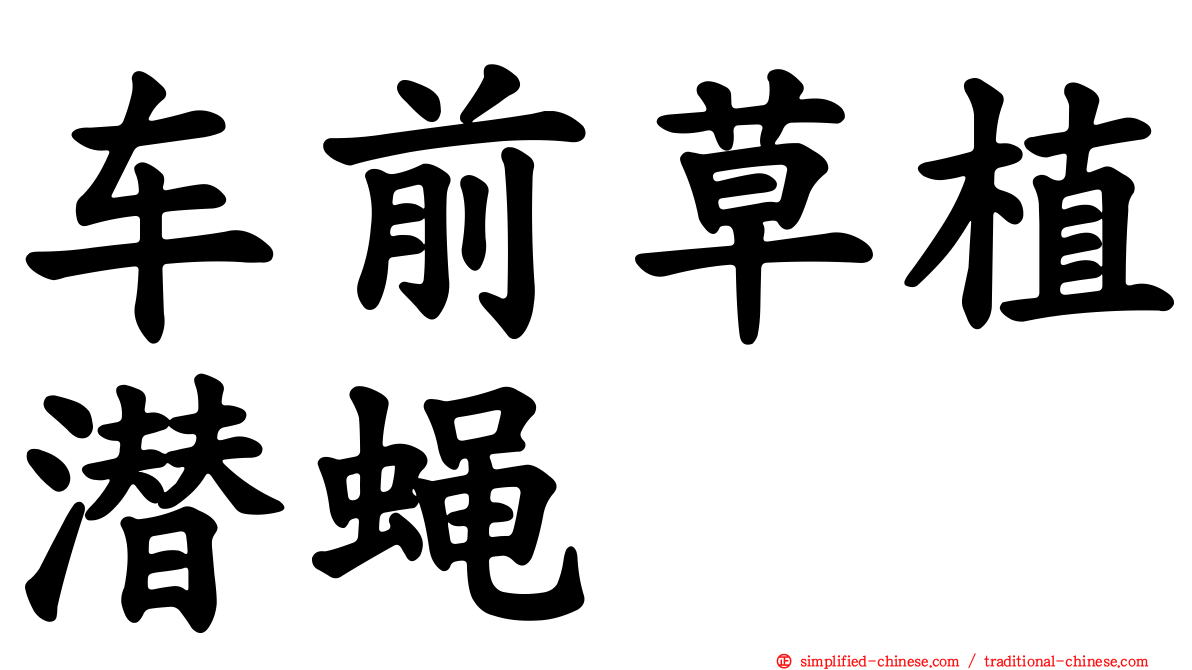 车前草植潜蝇