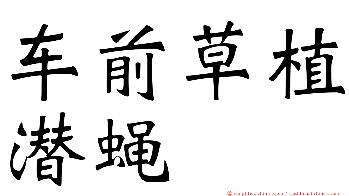 车前草植潜蝇