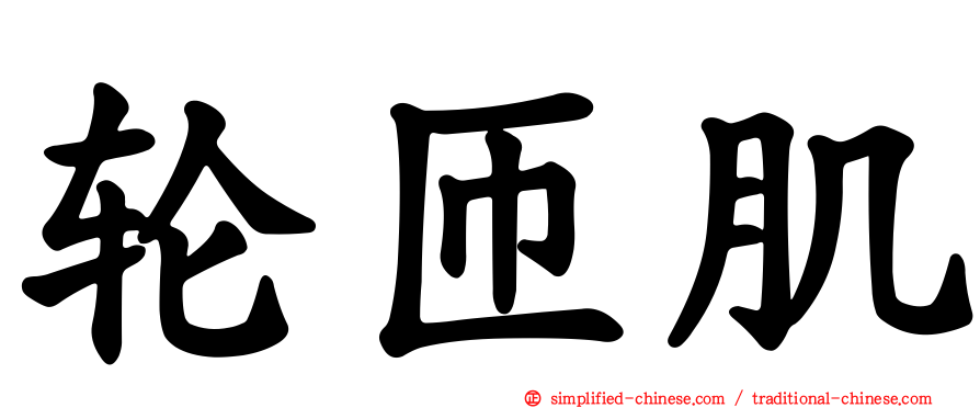 轮匝肌