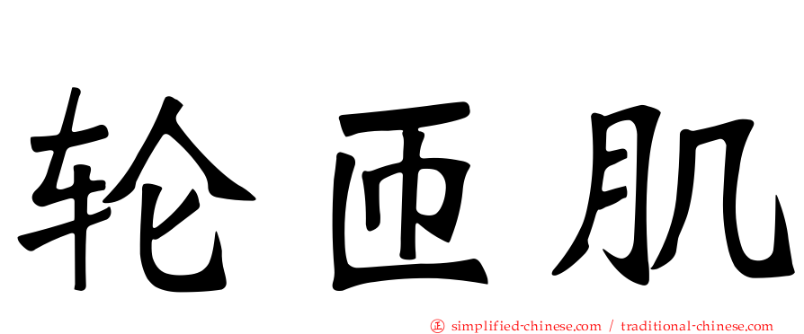 轮匝肌