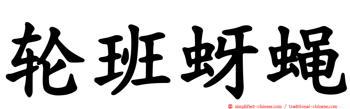 轮班蚜蝇