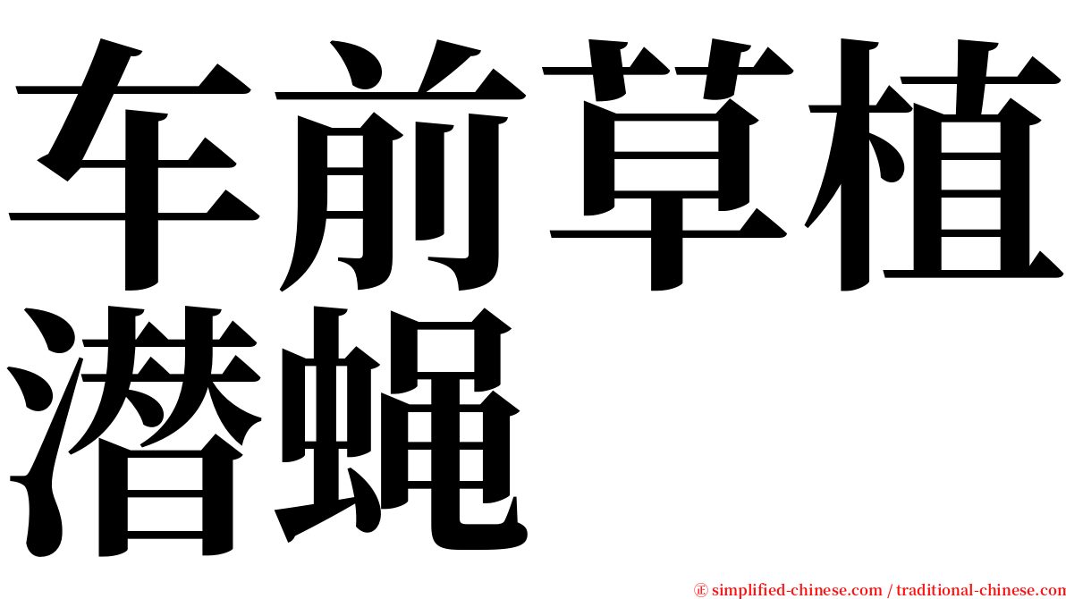 车前草植潜蝇 serif font
