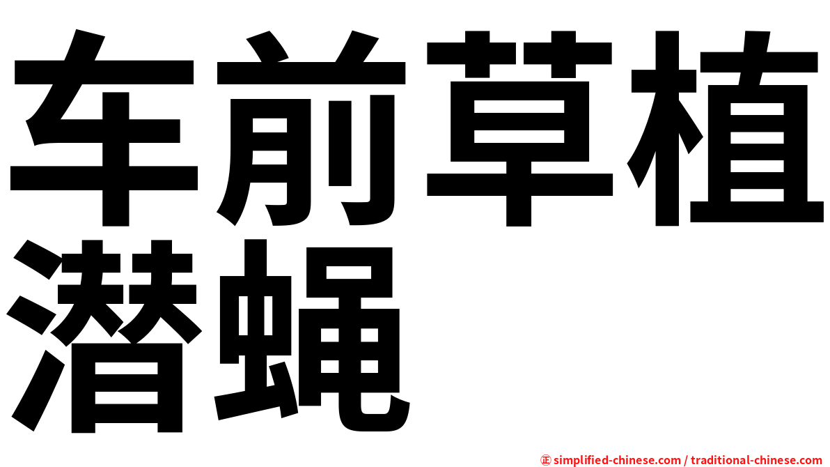 车前草植潜蝇
