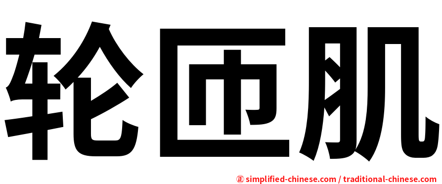 轮匝肌