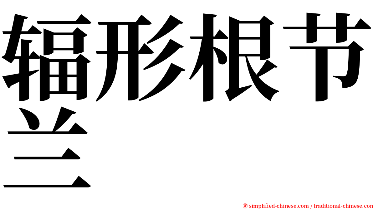 辐形根节兰 serif font